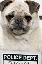 Watch Secret Life of Dogs Goojara