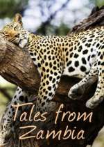 Watch Tales from Zambia Goojara