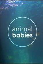 Watch Animal Babies Goojara