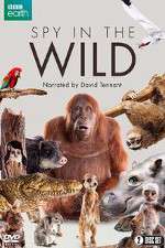 Watch Spy in the Wild Goojara