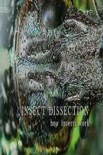 Watch Insect Dissection How Insects Work Goojara
