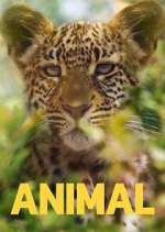 Watch Animal Goojara