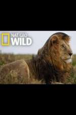 Watch Animal ER Live Goojara