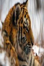Watch Operation Snow Tiger Goojara