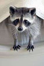 Watch Ingenious Animals Goojara