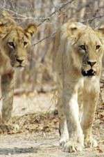 Watch Lion Country: Night and Day Goojara