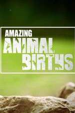 Watch Amazing Animal Births Goojara