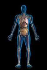 Watch Inside The Human Body Goojara