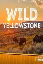 Watch Wild Yellowstone Goojara