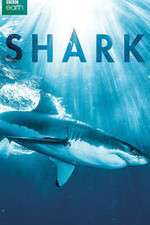 Watch Shark Goojara