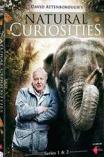 Watch Natural Curiosities Goojara