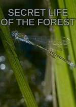 Watch Secret Life of the Forest Goojara